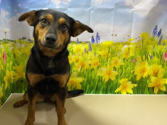 [#Happy] blk & tn Female shepherd mix Puppies for Sale