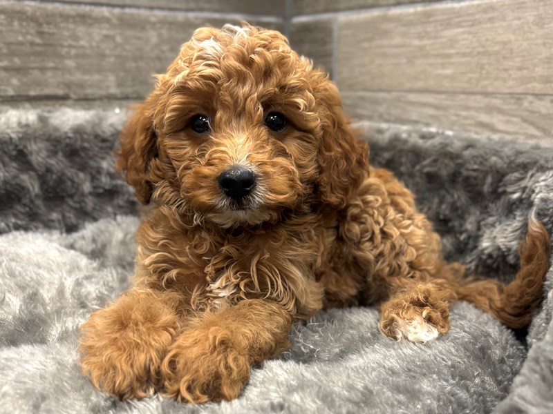 Cavapoo - 10531 Image #1