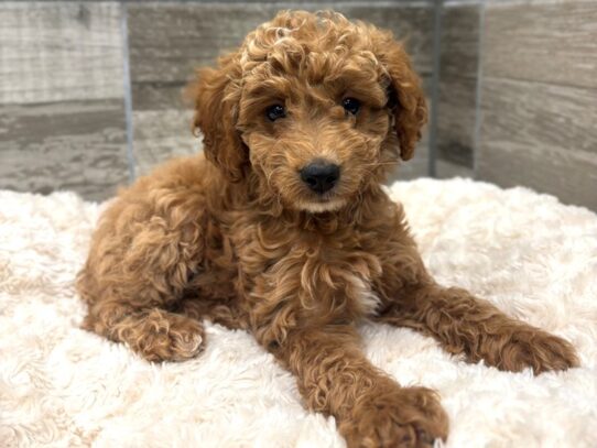[#10532] Red Male Cavapoo Puppies for Sale