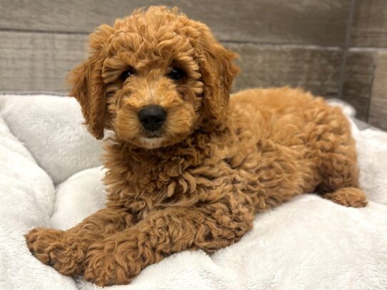 [#10533] Red Male Miniature Goldendoodle Puppies for Sale