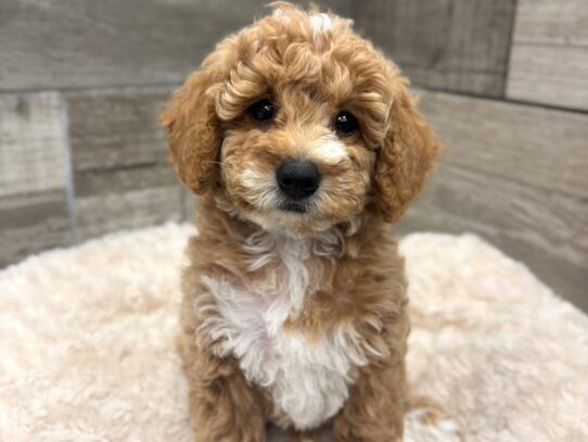 [#10534] Red Female Miniature Goldendoodle Puppies for Sale