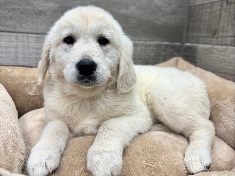 Golden Retriever - 10535 Image #1