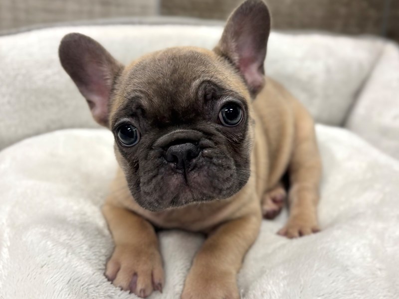 French Bulldog - 10537 Image #1