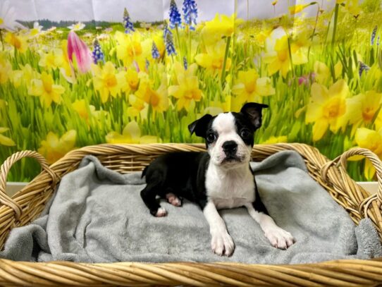 [#7620] blk & wh Female Boston Terrier Puppies for Sale