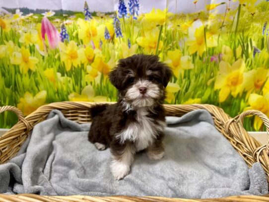[#7619] ch;t prti Female Havanese Puppies for Sale
