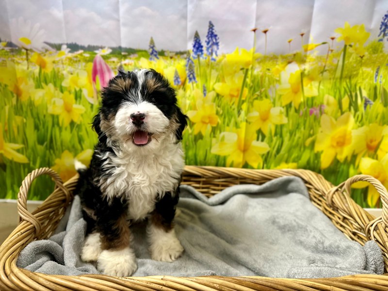 Miniature Bernedoodle - 7618 Image #1
