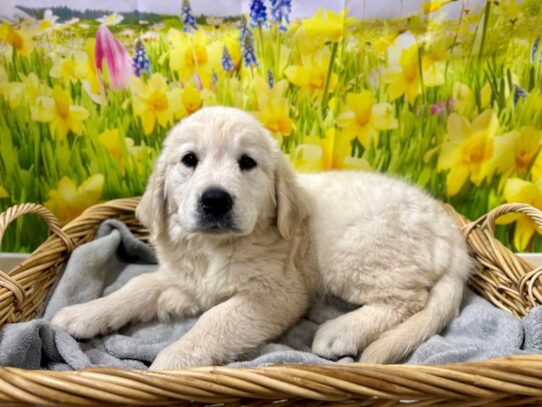 [#7617] cr Female English Cream Golden Retriever Puppies for Sale
