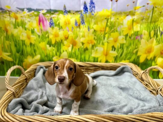 [#7616] rd pbld Female Dachshund Puppies for Sale