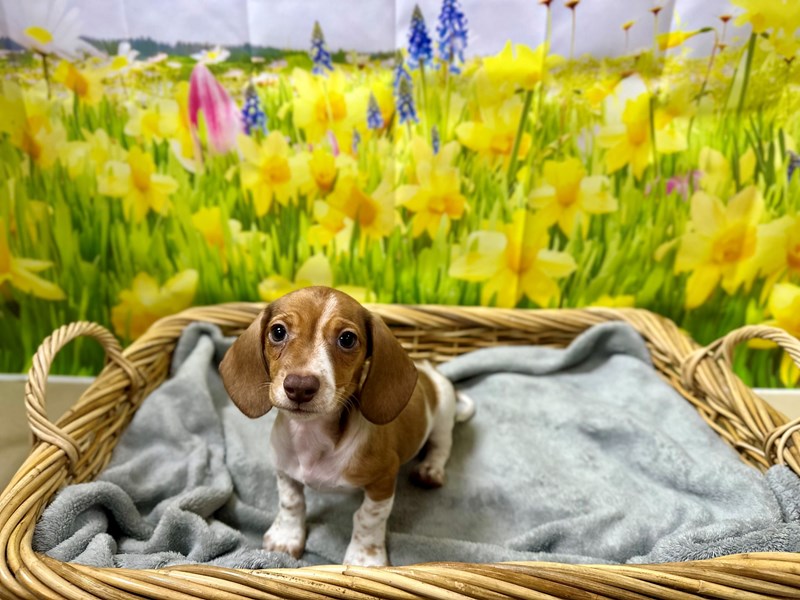 Dachshund - 7616 Image #1
