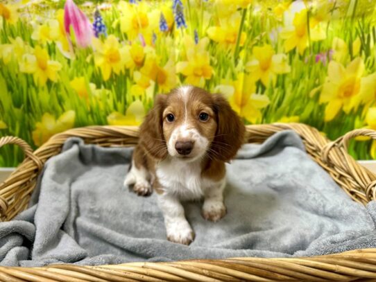 [#7615] rd, choc pbld Male Dachshund Puppies for Sale