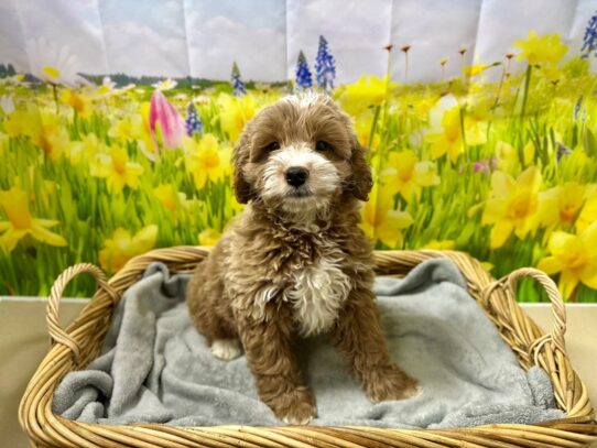 [#7614] rd wh mkgs Male Miniature Goldendoodle Puppies for Sale