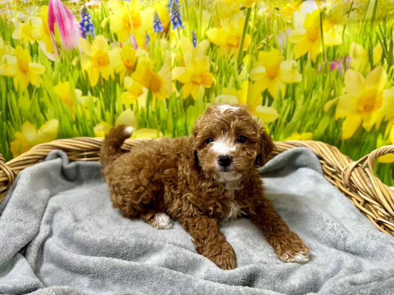 Miniature Goldendoodle - 7613 Image #1