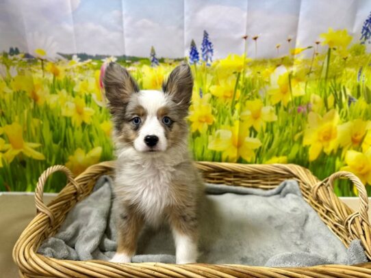 [#7588] mrl Male Toy Australian Shepherd Puppies for Sale