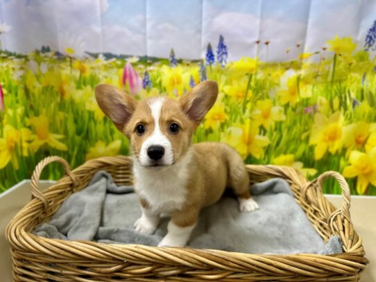 [#7599] rd & wh Male Pembroke Welsh Corgi Puppies for Sale