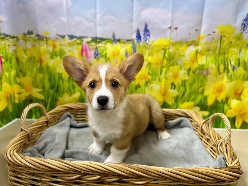 Pembroke Welsh Corgi - 7599 Image #1