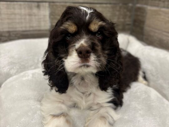 [#10529] Chocolate & White Male Cocker Spaniel Puppies for Sale