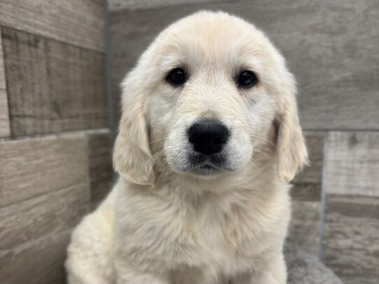 [#10536] Light Golden Female Golden Retriever Puppies for Sale
