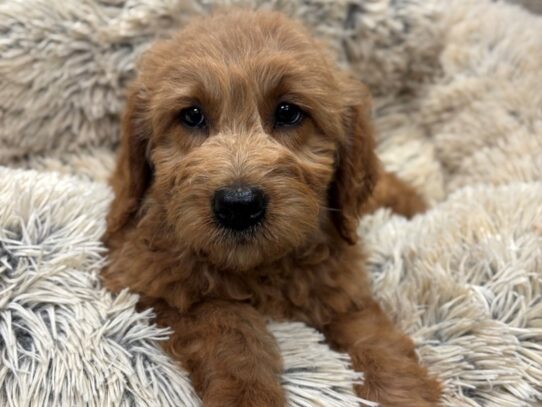 [#10538] Red Female Miniature Goldendoodle Puppies for Sale