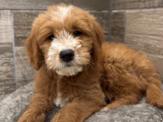 [#10539] Apricot Male Miniature Goldendoodle Puppies for Sale