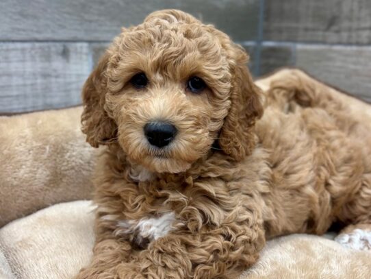 [#10540] Golden Abstract Female Miniature Goldendoodle Puppies for Sale