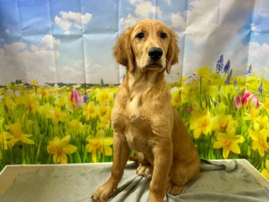 [#7563] gldn Male Golden Retriever Puppies for Sale