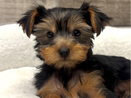 [#10738] Black & Tan Male Yorkshire Terrier Puppies for Sale