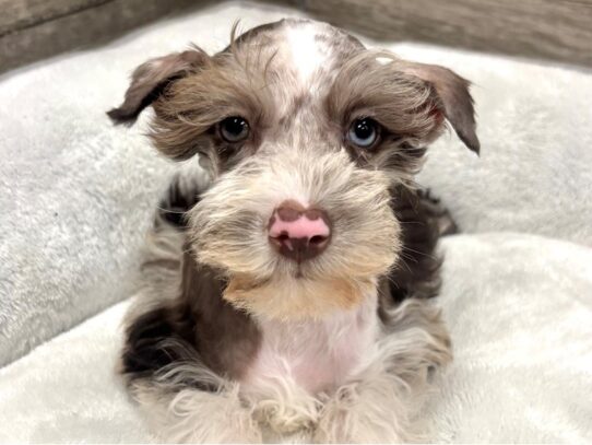 [#10741] Liver & White Female Miniature Schnauzer Puppies for Sale