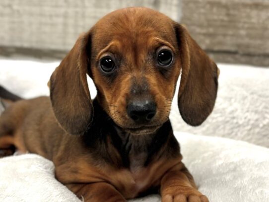 [#10744] Chocolate & Tan Female Dachshund Puppies for Sale