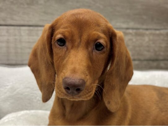 [#10726] Red Dapple Male Dachshund Puppies for Sale