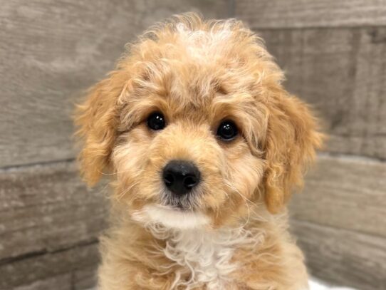 [#10723] Cream & White Male Miniature Goldendoodle Puppies for Sale