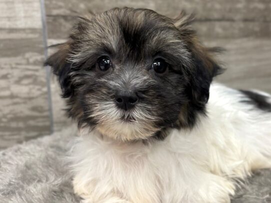 [#10745] Sable & White Female Havanese Puppies for Sale