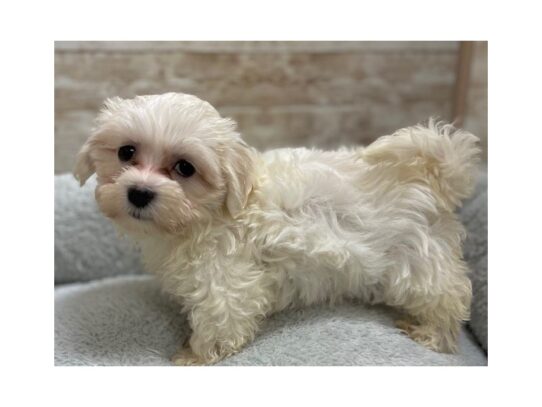 [#7780] wh Female Havamalt Puppies for Sale