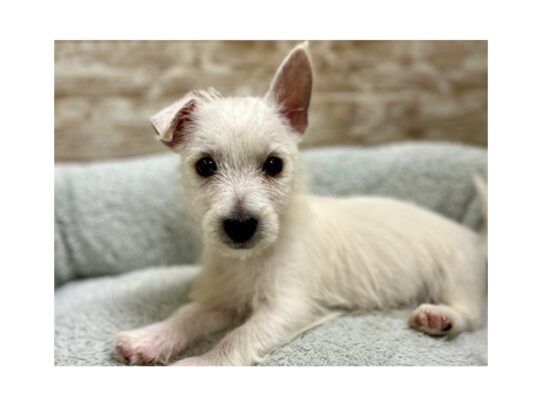[#7783] wh Male West Highland White Terrier Puppies for Sale