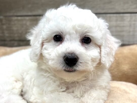 [#10758] White Male Bichon Frise Puppies for Sale