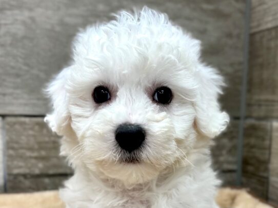 [#10759] White Male Bichon Frise Puppies for Sale