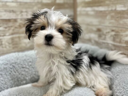 [#7785] blk & wh Male Morkie Puppies for Sale