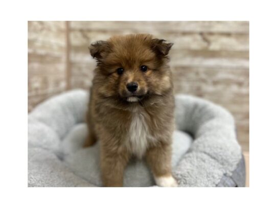 [#7794] sbl, wh mkgs Male Sheltie-Pom Puppies for Sale