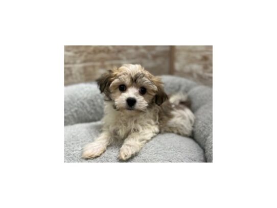 [#7786] brdl Male Havanese Puppies for Sale