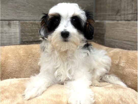 [#10764] Black & White Male Miniature Bernadoodle Puppies for Sale