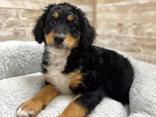 [#7804] blk tn & wh Female Miniature Bernedoodle Puppies for Sale