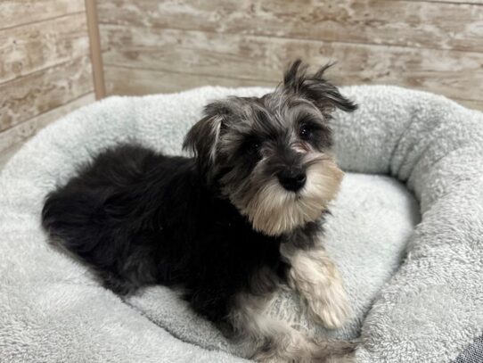 [#7772] bl mrl, wh mkgs Female Miniature Schnauzer Puppies for Sale