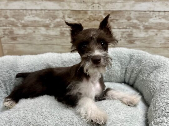 [#7776] choc parti Female Min Schnauzer Puppies for Sale