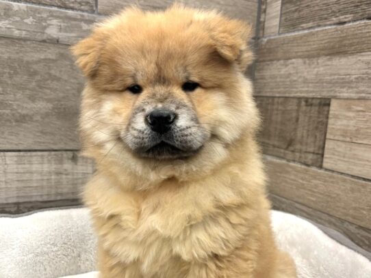 [#10768] Red Male Chow Chow Puppies for Sale