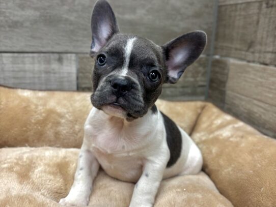 [#10777] Black & White Piebald Male French Bulldog Puppies for Sale