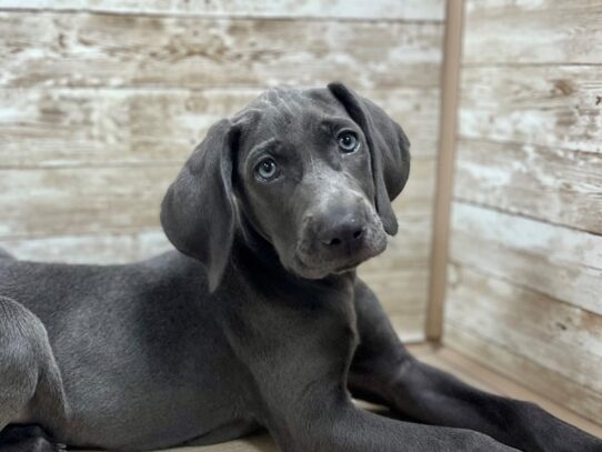 [#7815] bl Female Weimaraner Puppies for Sale