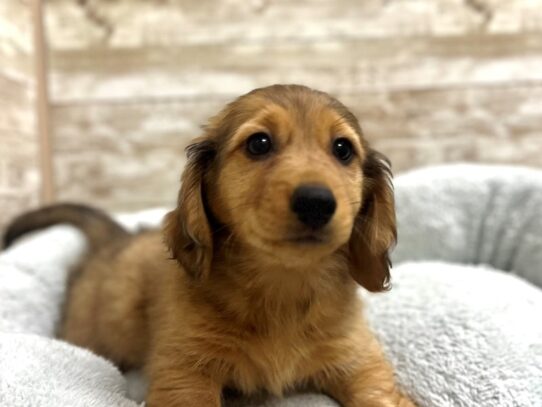 [#7806] rd dpl Male Chiweenie (Dachshund/Chihuahua) Puppies for Sale