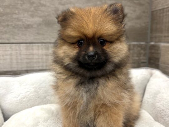 [#10771] Orange Sable Male Pomeranian Puppies for Sale