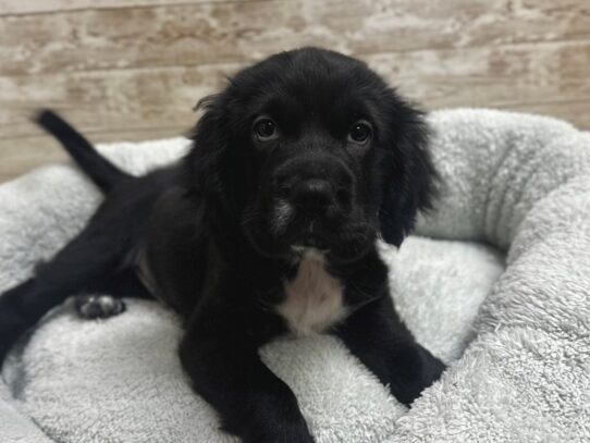 [#7802] blk Female Mini Hippo Puppies for Sale