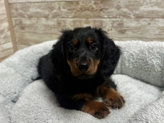 [#7805] blk & tn Male Dachshund Puppies for Sale