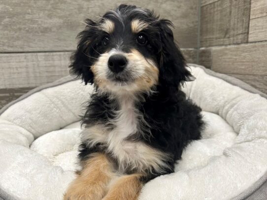 [#10779] Black White & Tan Male Miniature Bernadoodle Puppies for Sale